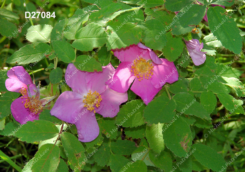 Prickly Rose (Rosa acicularis)